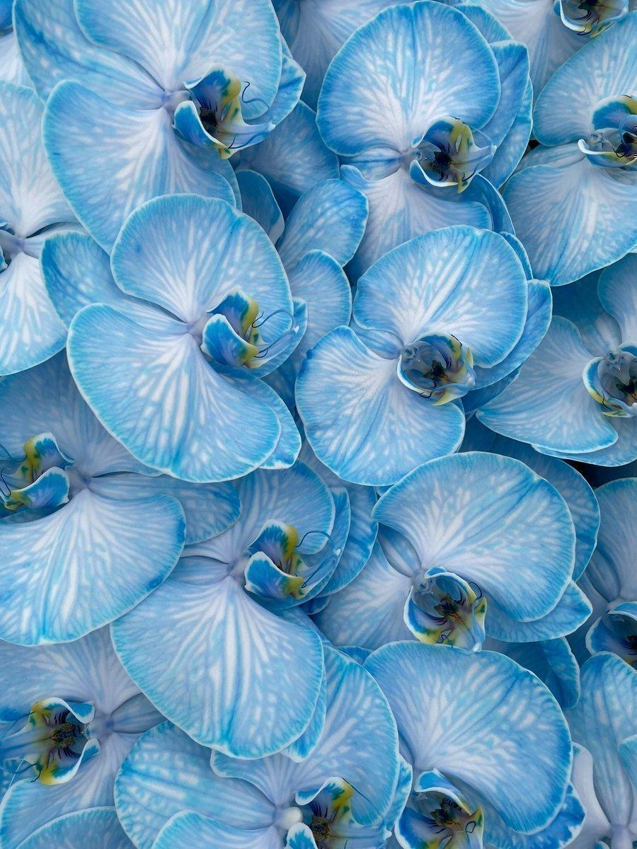 Срезанные цветы оптом Phalaenopsis paint light blue от 10шт из Голландии с доставкой по России