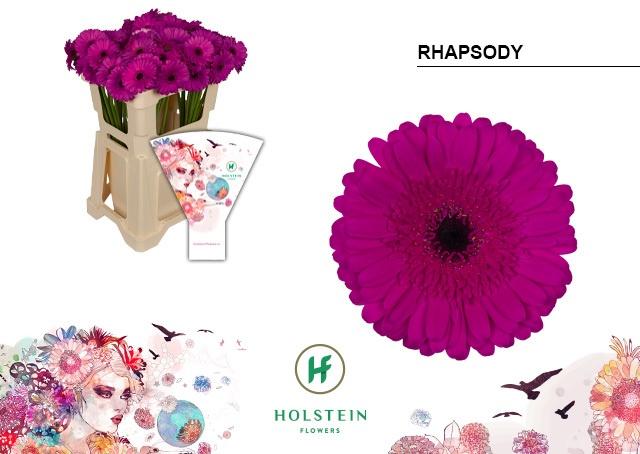 Срезанные цветы оптом Germini rhapsody от 80шт из Голландии с доставкой по России