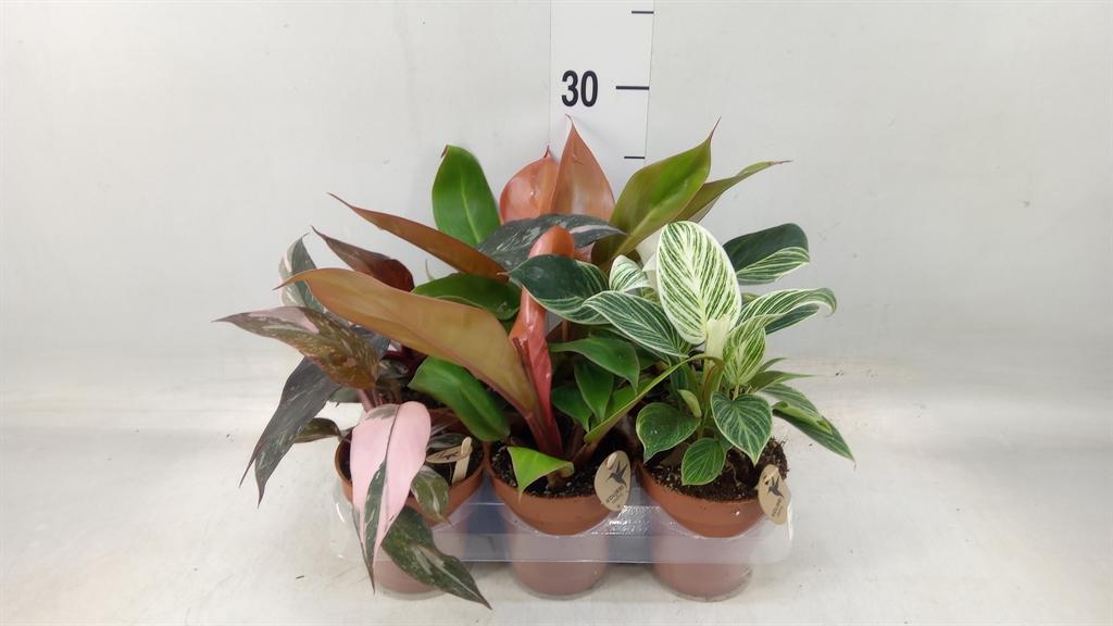 Горшечные цветы и растения оптом Philodendron   ... от 6шт (для телеги) из Голландии с доставкой по России