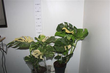 Горшечные цветы и растения оптом Monstera Del Thai Co от 1шт из Голландии с доставкой по России