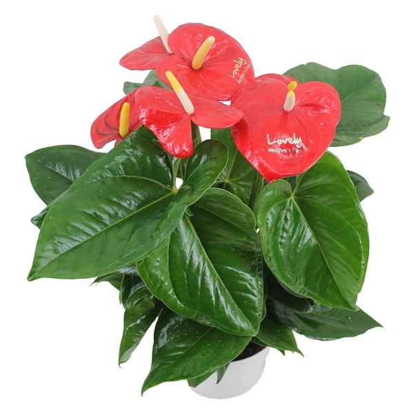 Горшечные цветы и растения оптом Anth An Aloha Red 5+ от 6шт из Голландии с доставкой по России