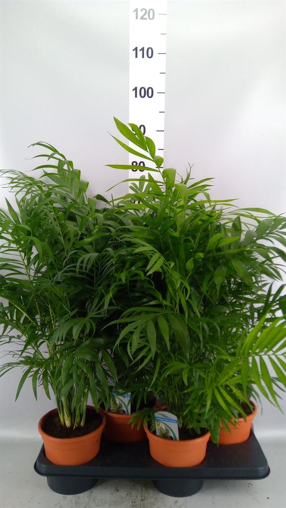 Горшечные цветы и растения оптом Chamaedorea Elegans от 4шт из Голландии с доставкой по России