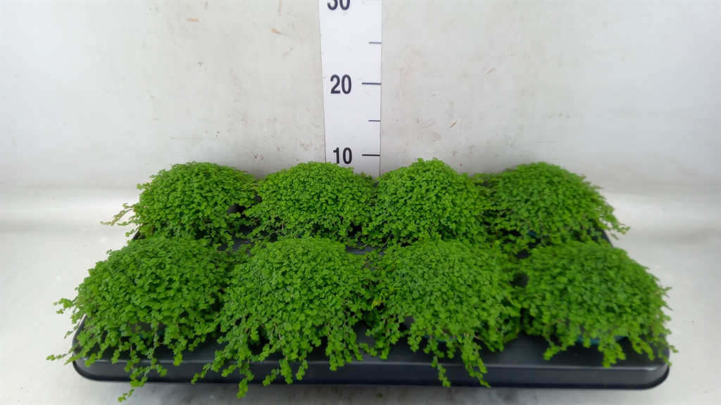 Горшечные цветы и растения оптом Soleirolia Soleirolii   ...green от 8шт из Голландии с доставкой по России