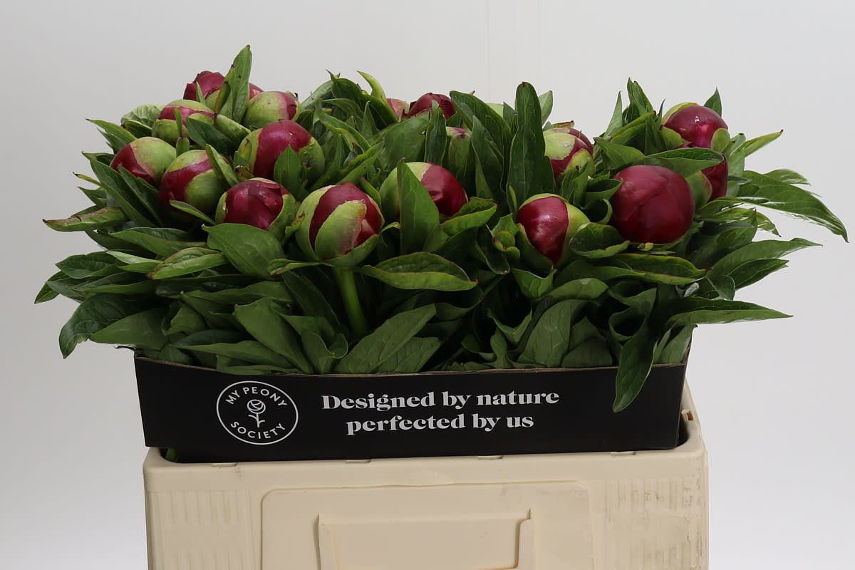 Срезанные цветы оптом Paeonia red charm от 20шт из Голландии с доставкой по России