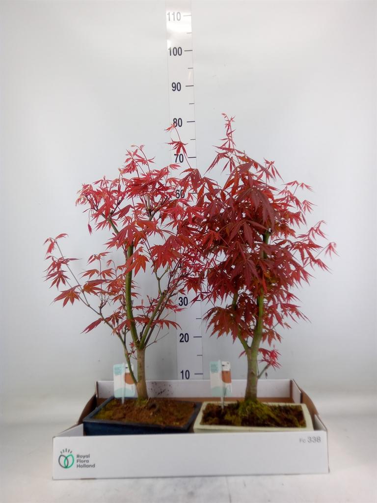 Горшечные цветы и растения оптом Bonsai Podocarpus от 2шт из Голландии с доставкой по России