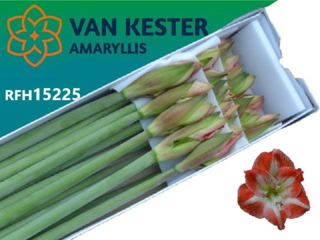 Срезанные цветы оптом Hippeastrum minerva от 15шт из Голландии с доставкой по России Срезанные цветы оптом Hippeastrum minerva от 15шт из Голландии с доставкой по России