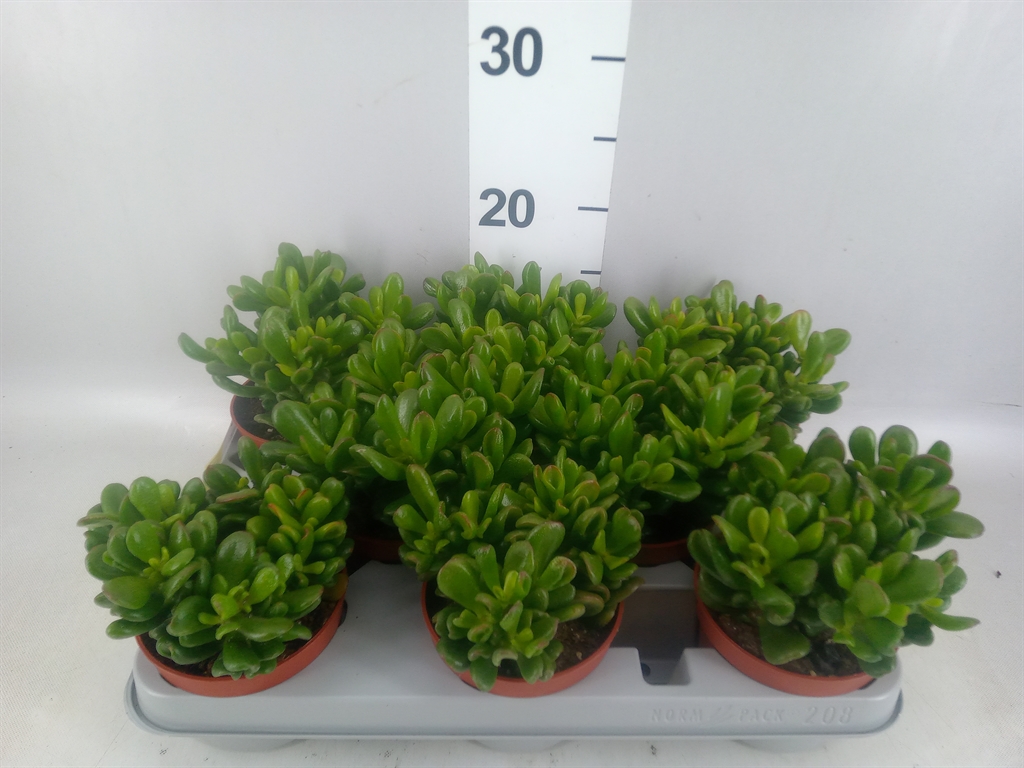 Горшечные цветы и растения оптом Crassula Ovata gandalf от 8шт из Голландии с доставкой по России