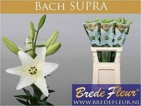 Срезанные цветы оптом Lilium la bach supra от 50шт из Голландии с доставкой по России