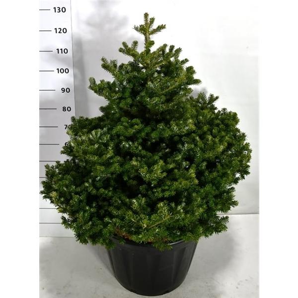 Горшечные цветы и растения оптом Abies Kor Molli от 1шт из Голландии с доставкой по России