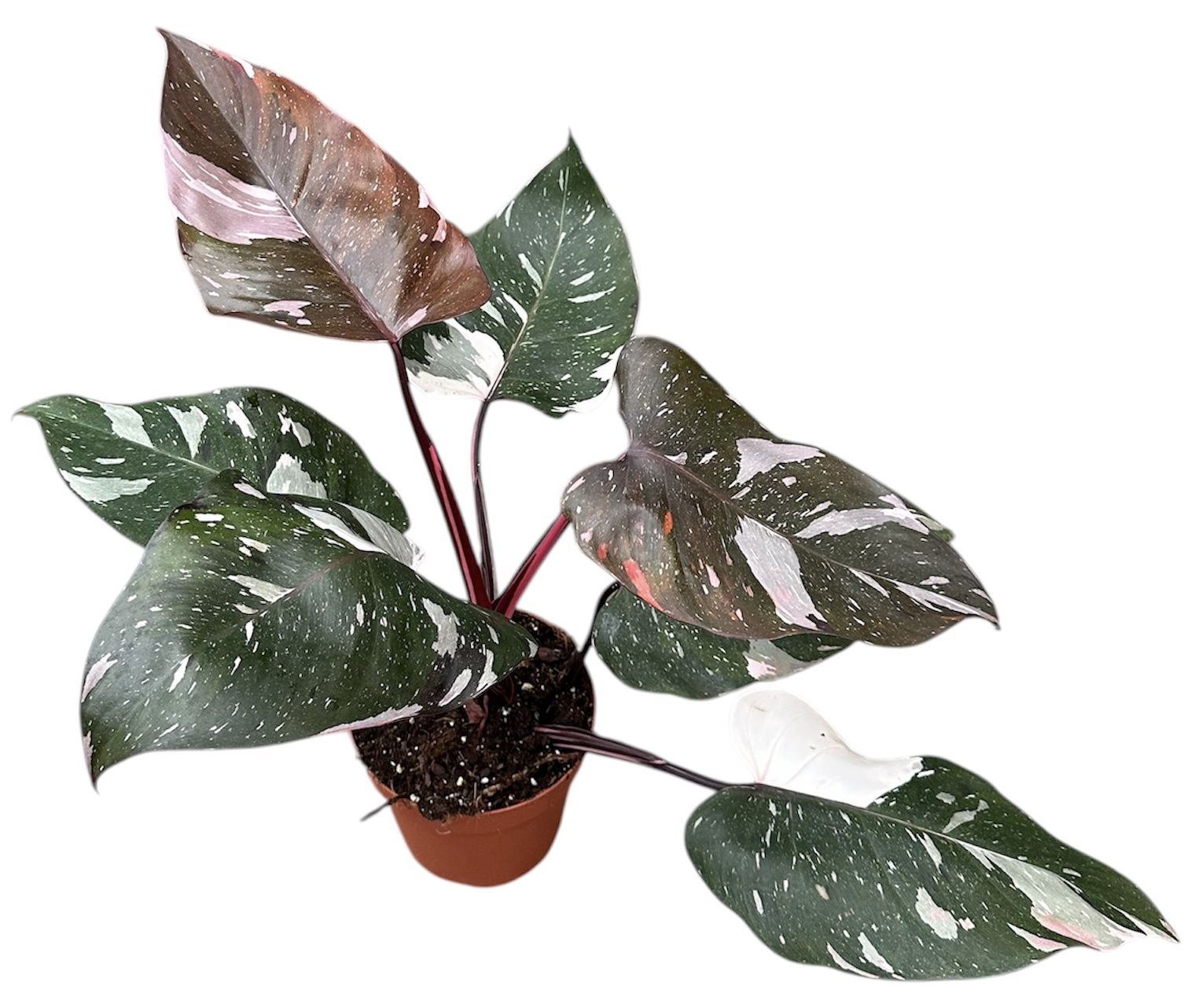 Горшечные цветы и растения оптом Philodendron Red Anderson Pink от 1шт из Голландии с доставкой по России