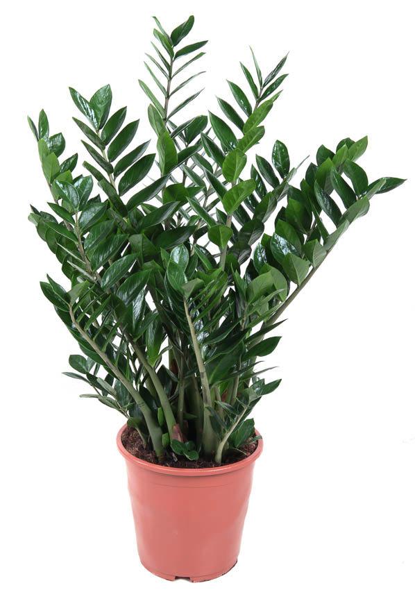 Горшечные цветы и растения оптом Zamioculcas 15+ от 1шт из Голландии с доставкой по России