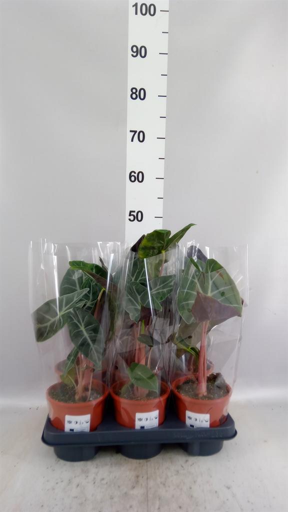 Горшечные цветы и растения оптом Alocasia ... от 6шт (для телеги) из Голландии с доставкой по России