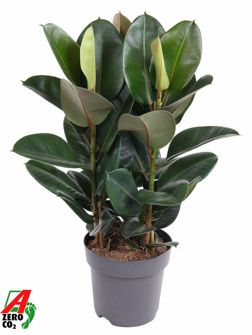 Горшечные цветы и растения оптом Ficus El Robusta 3pp от 1шт из Голландии с доставкой по России