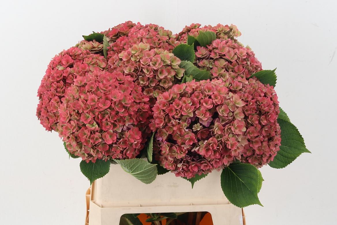 Срезанные цветы оптом Hydrangea royal kiss classic от 10шт из Голландии с доставкой по России