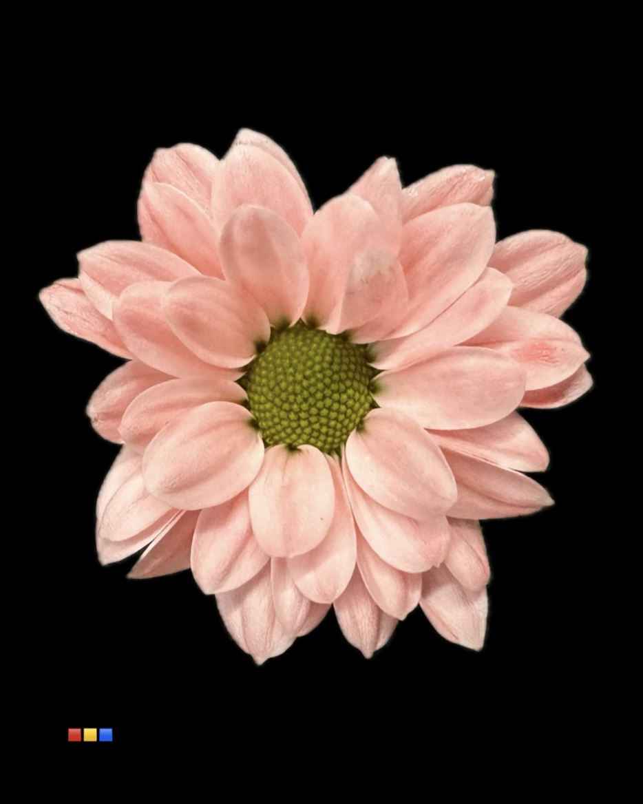Срезанные цветы оптом Chrys sa paint bouncer pink от 75шт из Голландии с доставкой по России