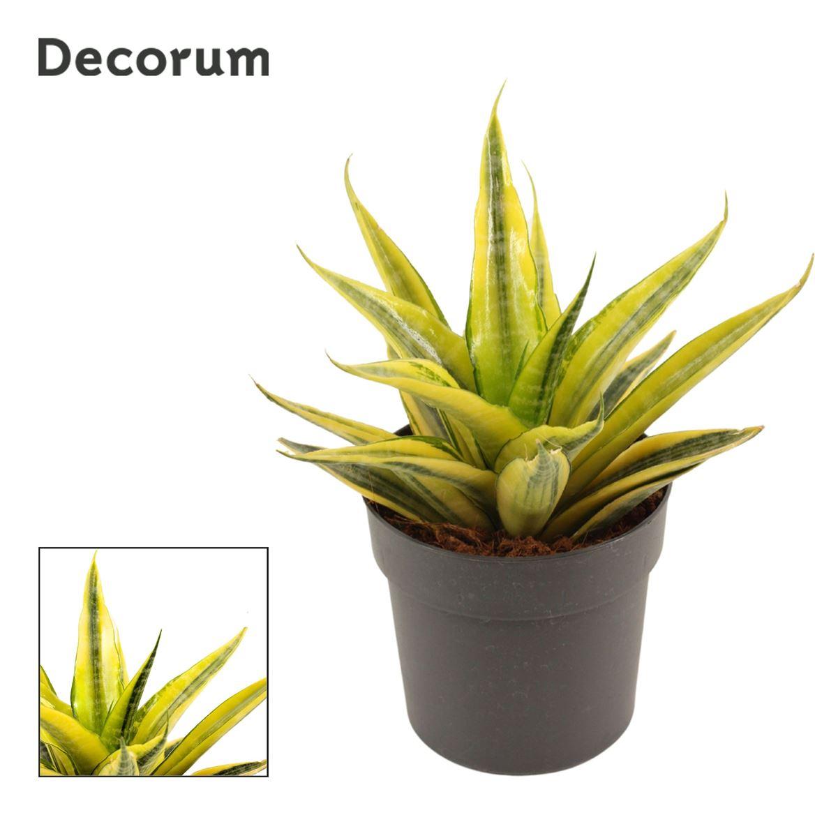 Горшечные цветы и растения оптом Sansevieria Cordova Variegated 12 C от 10шт из Голландии с доставкой по России