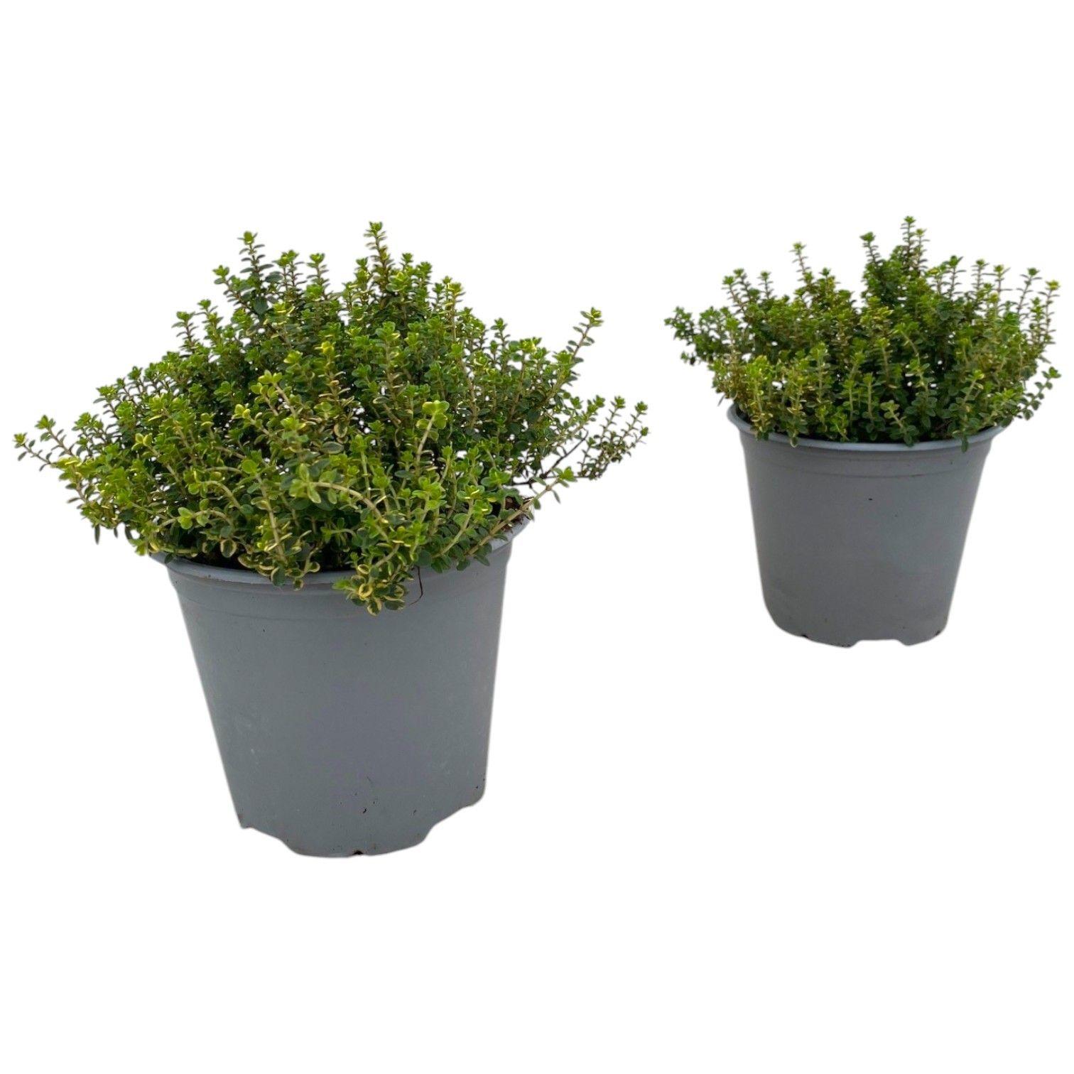 Горшечные цветы и растения оптом Thymus Citriodorus Aureus от 8шт из Голландии с доставкой по России Горшечные цветы и растения оптом Thymus Citriodorus Aureus от 8шт из Голландии с доставкой по России