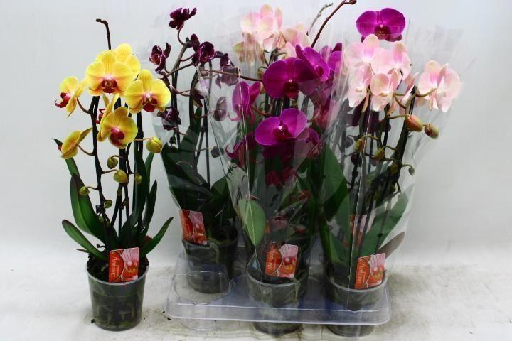 Горшечные цветы и растения оптом Phal El Cascade от 6шт из Голландии с доставкой по России