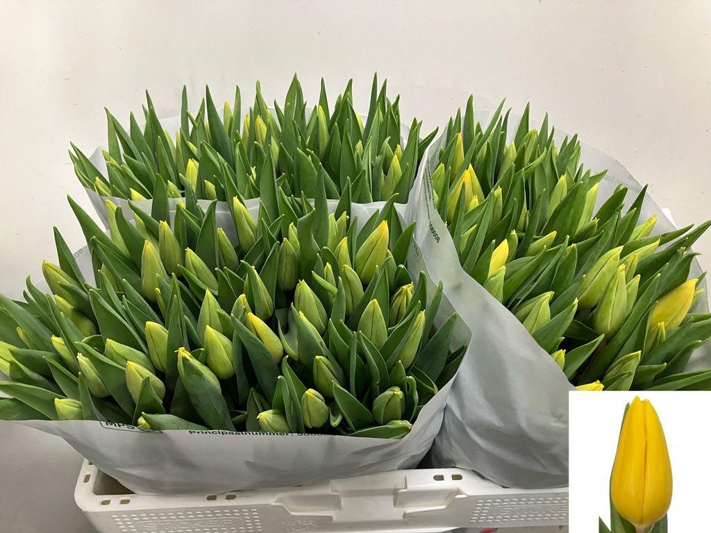 Срезанные цветы оптом Tulipa si strong gold от 150шт из Голландии с доставкой по России