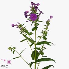 Срезанные цветы оптом Phlox crissy от 50шт из Голландии с доставкой по России