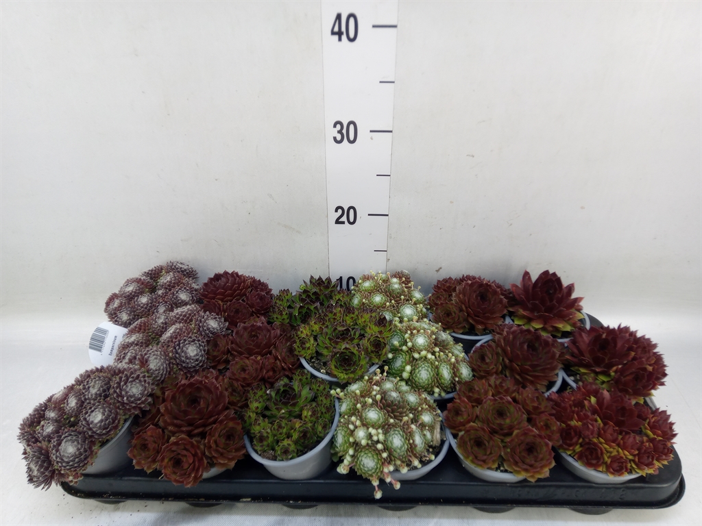 Горшечные цветы и растения оптом Sempervivum   ...mix от 18шт (для телеги) из Голландии с доставкой по России