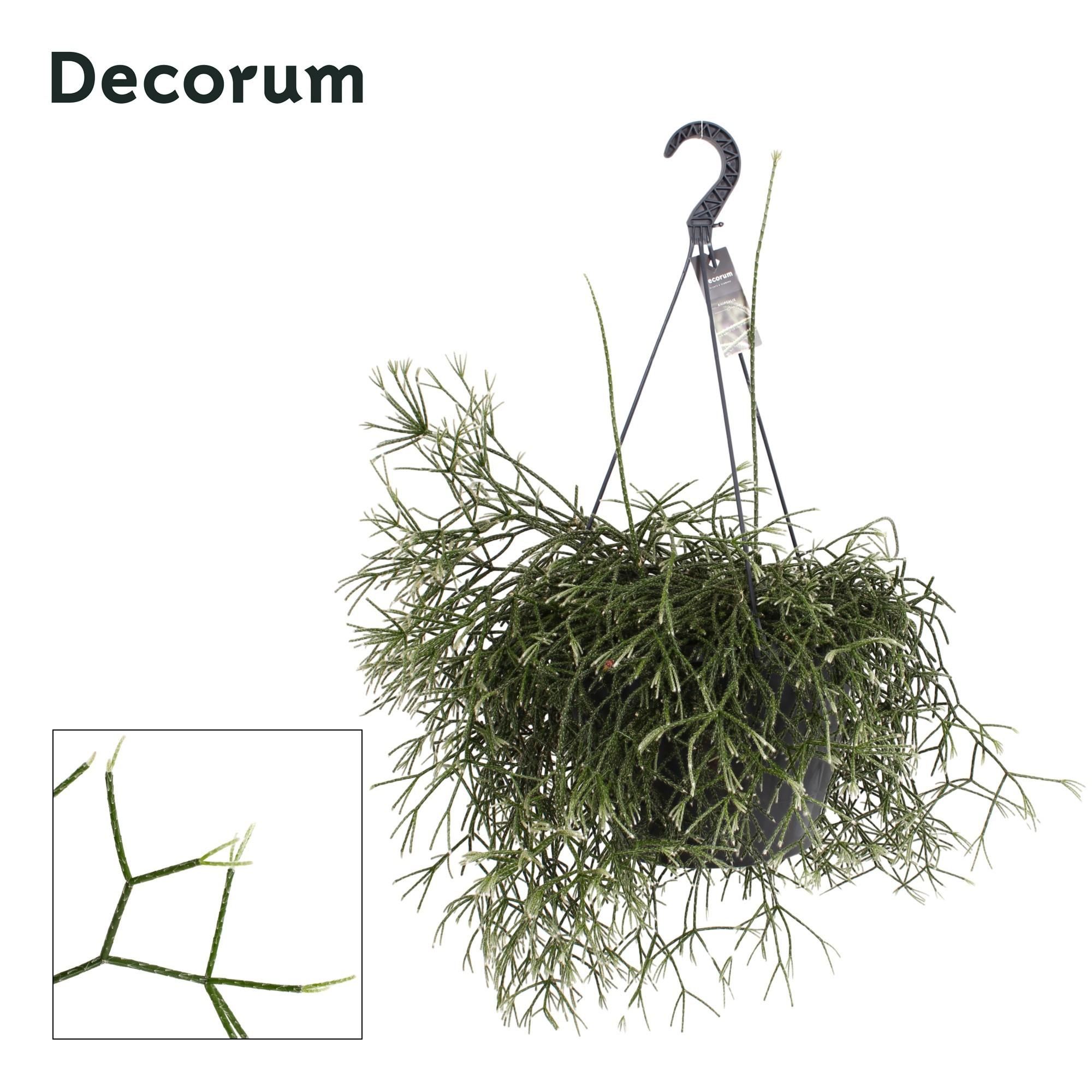 Горшечные цветы и растения оптом Rhipsalis Pilocarpa Xxl Hanging от 1шт из Голландии с доставкой по России