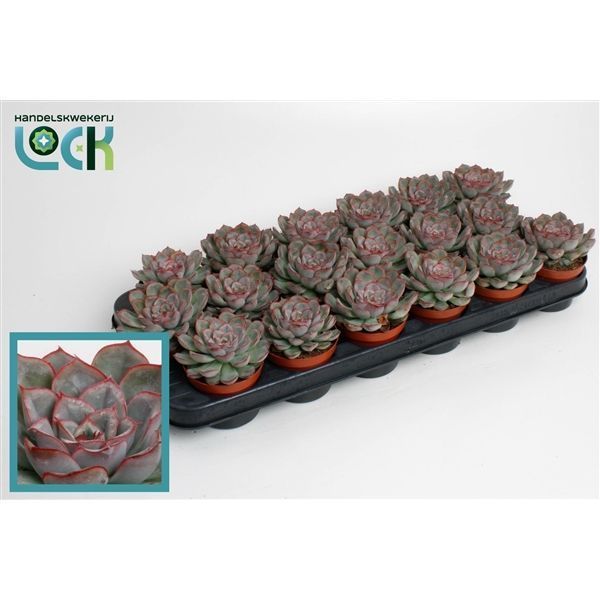 Горшечные цветы и растения оптом Echeveria Deremensis от 12шт из Голландии с доставкой по России