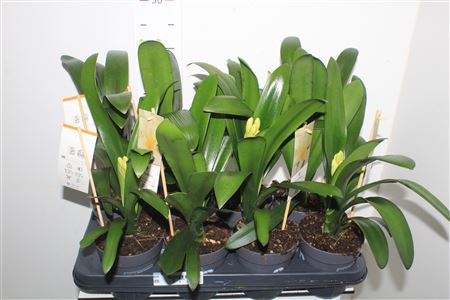 Горшечные цветы и растения оптом Clivia Mi Citrina от 8шт из Голландии с доставкой по России