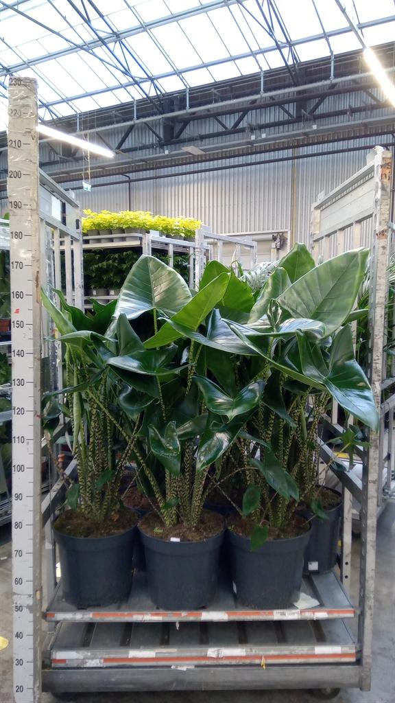Горшечные цветы и растения оптом Alocasia Zebrina от 1шт (для телеги) из Голландии с доставкой по России