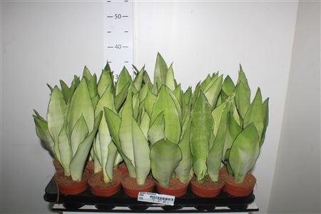 Горшечные цветы и растения оптом Sansev Moonshine от 18шт (для телеги) из Голландии с доставкой по России