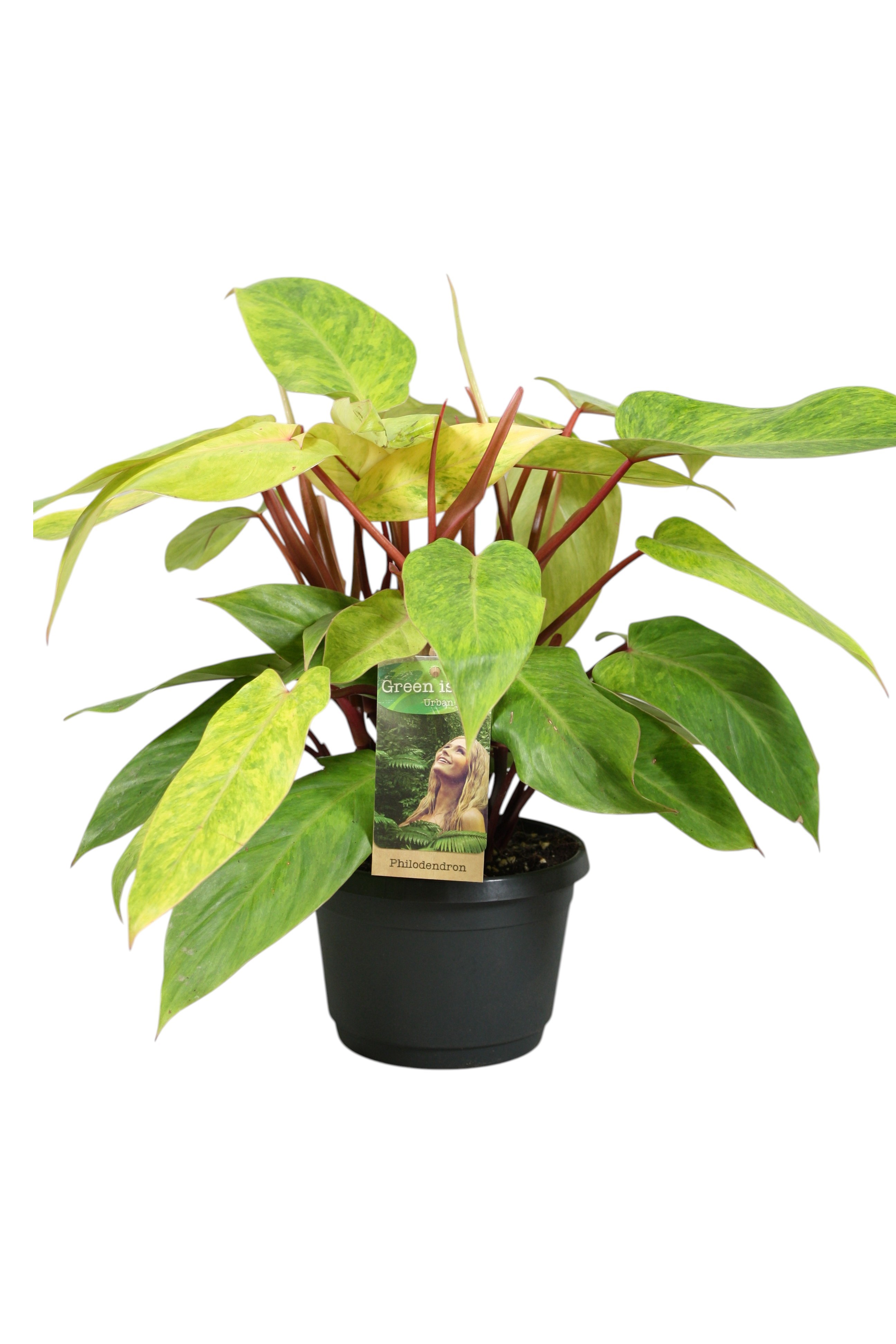 Горшечные цветы и растения оптом Philodendron Painted Lady от 5шт из Голландии с доставкой по России