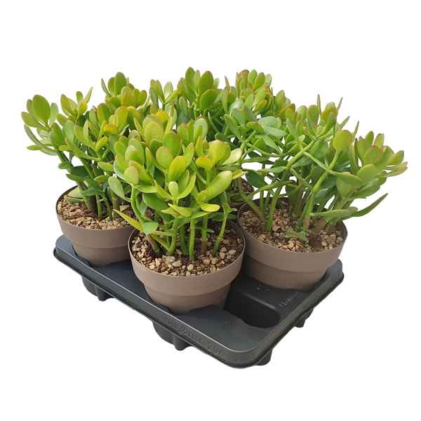 Горшечные цветы и растения оптом Crassula Portulacea Potcover от 4шт из Голландии с доставкой по России