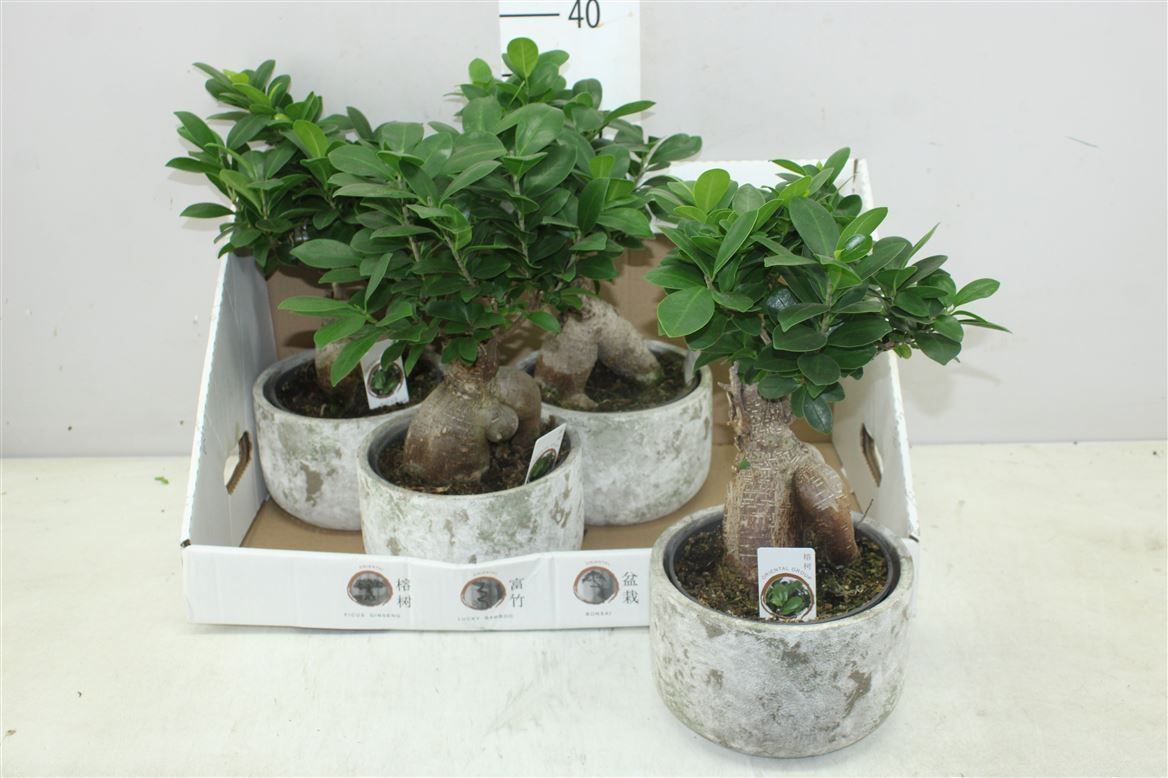 Горшечные цветы и растения оптом Ficus Ginseng Ceramic от 4шт из Голландии с доставкой по России