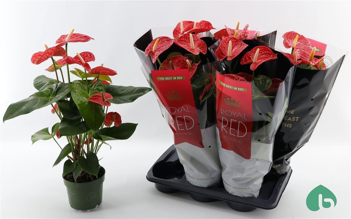 Горшечные цветы и растения оптом Anth An Royal Red Madural 5+ от 6шт из Голландии с доставкой по России