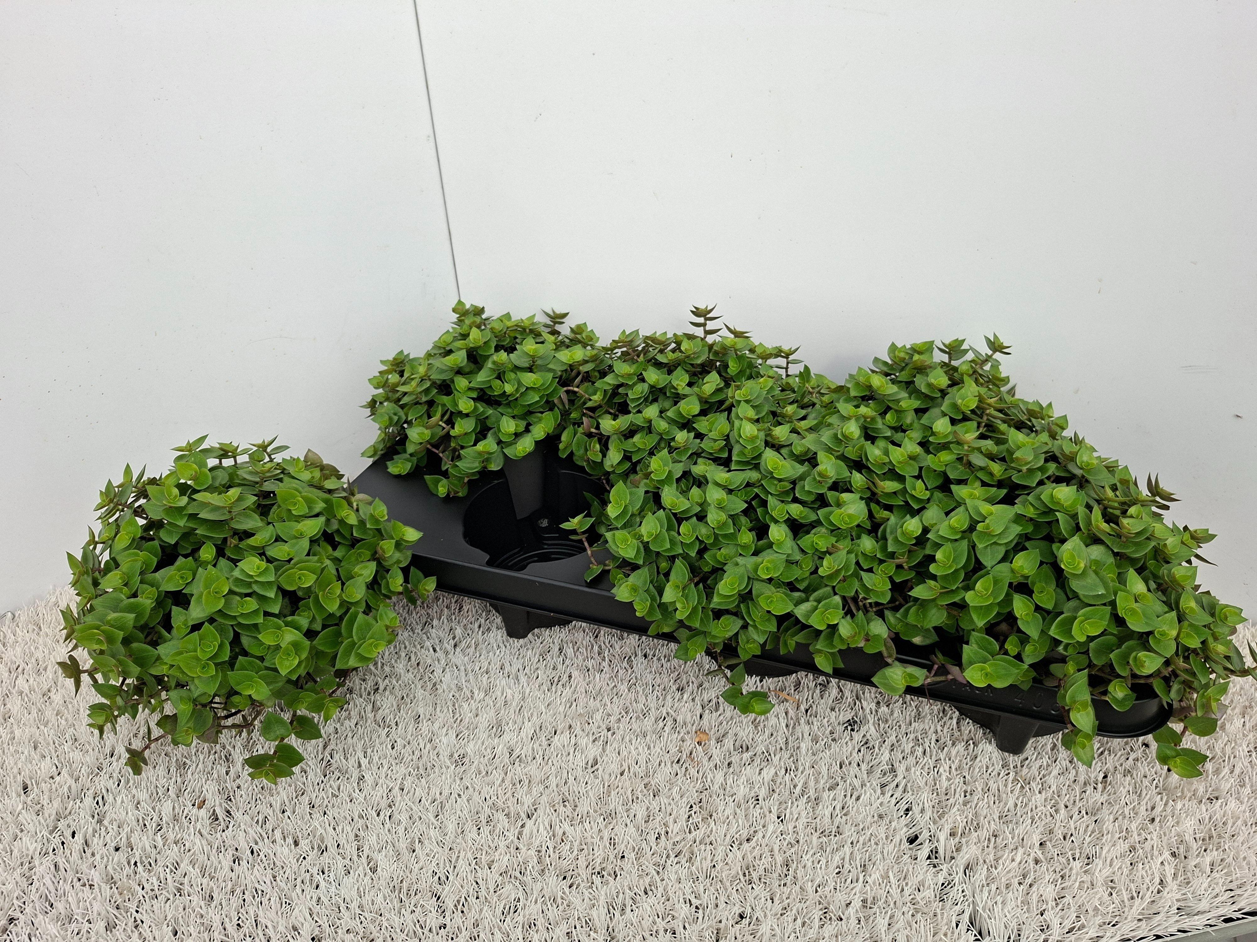 Горшечные цветы и растения оптом Callisia Repens от 6шт из Голландии с доставкой по России
