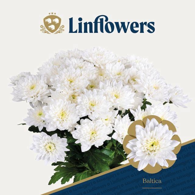 Срезанные цветы оптом Chrys sp baltica от 140шт. из Голландии с доставкой по России