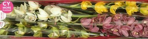 Срезанные цветы оптом Minicymbidium mix от 10шт.. из Голландии с доставкой по России