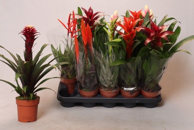 Горшечные цветы и растения оптом Bromelia Gem от 10шт из Голландии с доставкой по России