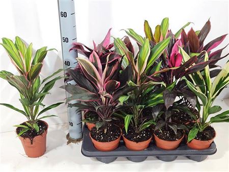Горшечные цветы и растения оптом Cordyline Mix от 8шт из Голландии с доставкой по России