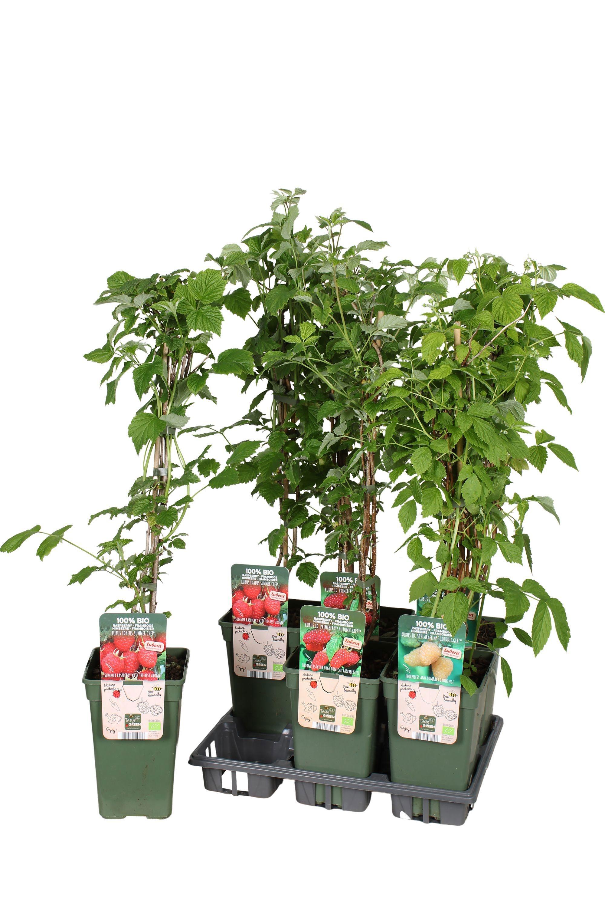 Горшечные цветы и растения оптом Rubus Idaeus от 6шт из Голландии с доставкой по России