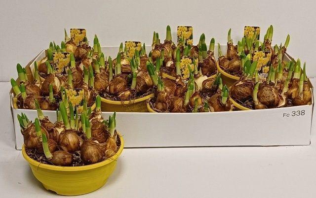 Горшечные цветы и растения оптом Narc O Tete A Tete от 7шт из Голландии с доставкой по России