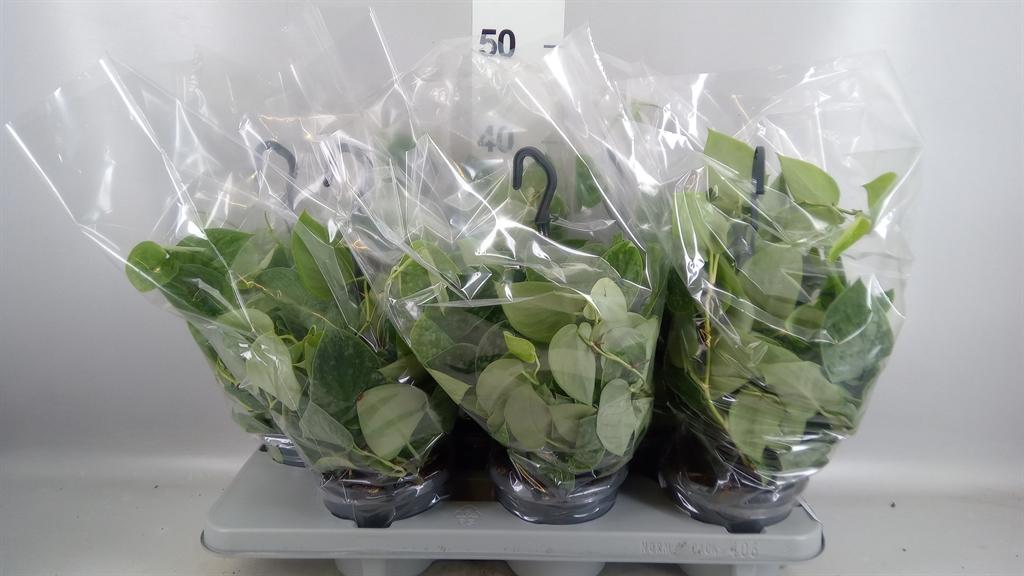 Горшечные цветы и растения оптом Scindapsus Pictus silvery Ann от 6шт из Голландии с доставкой по России