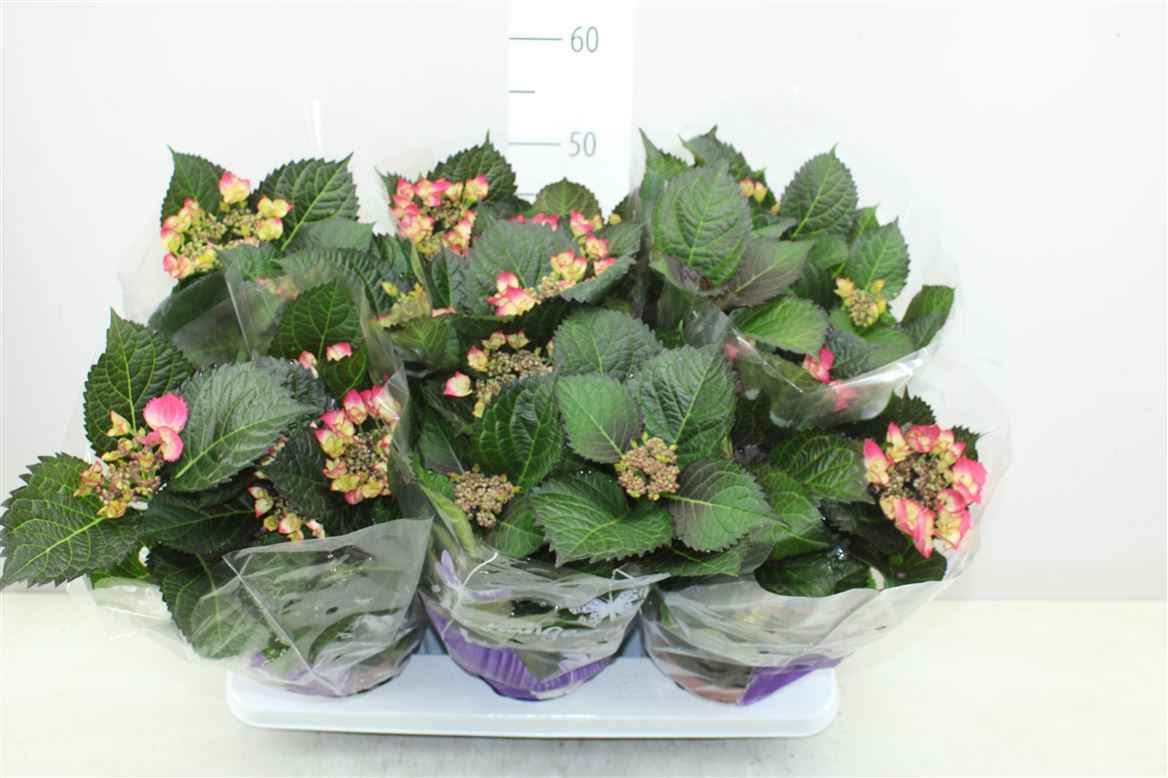 Горшечные цветы и растения оптом Hydrangea Black Diamonds 5-7 от 6шт из Голландии с доставкой по России