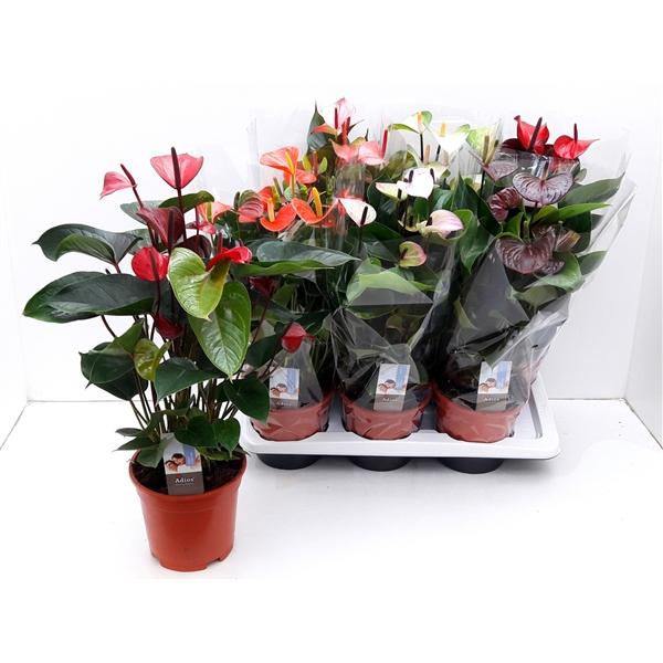 Горшечные цветы и растения оптом Anth An Exclusive Mix 5+ от 6шт из Голландии с доставкой по России