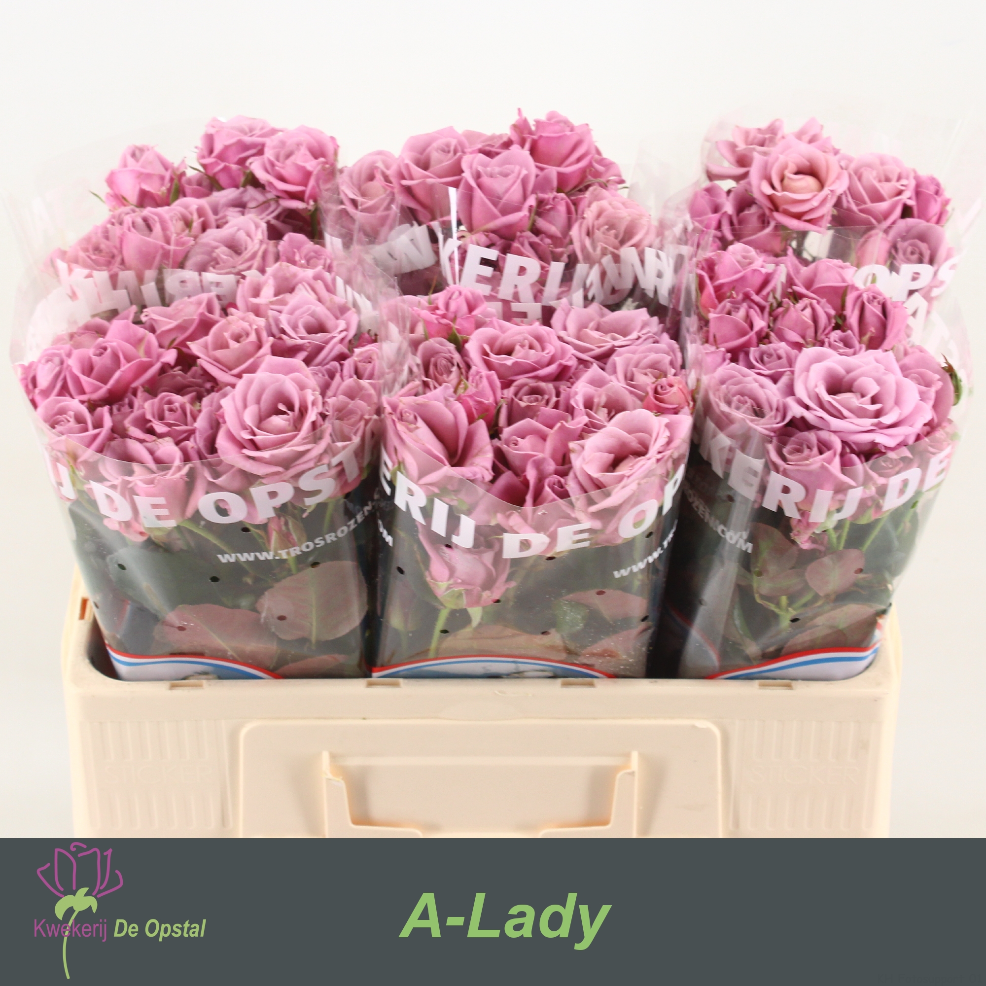 Срезанные цветы оптом Rosa spray amazing lady от 60шт из Голландии с доставкой по России