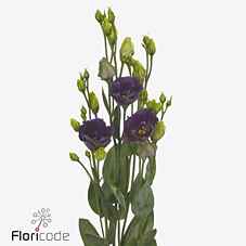 Срезанные цветы оптом Lisianthus si bohemian black violet от 20шт из Голландии с доставкой по России