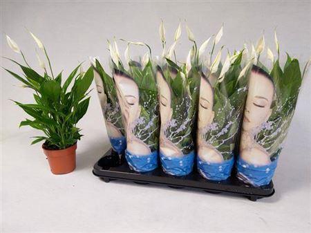 Горшечные цветы и растения оптом Spath Alana Face Sleeve 3+ от 10шт из Голландии с доставкой по России