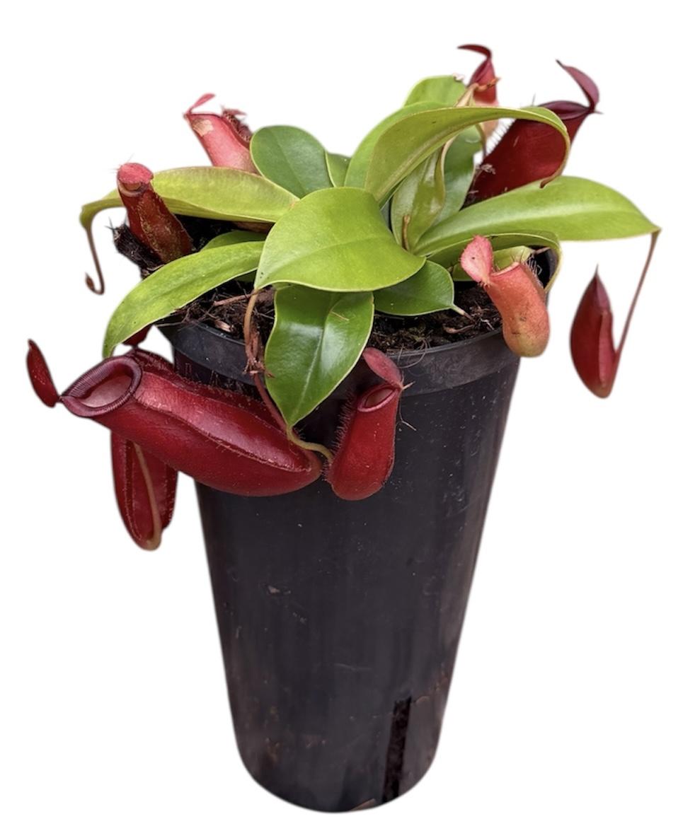 Горшечные цветы и растения оптом Nepenthes Monkey Jars Bloody Mary (hoge Pot) от 6шт из Голландии с доставкой по России