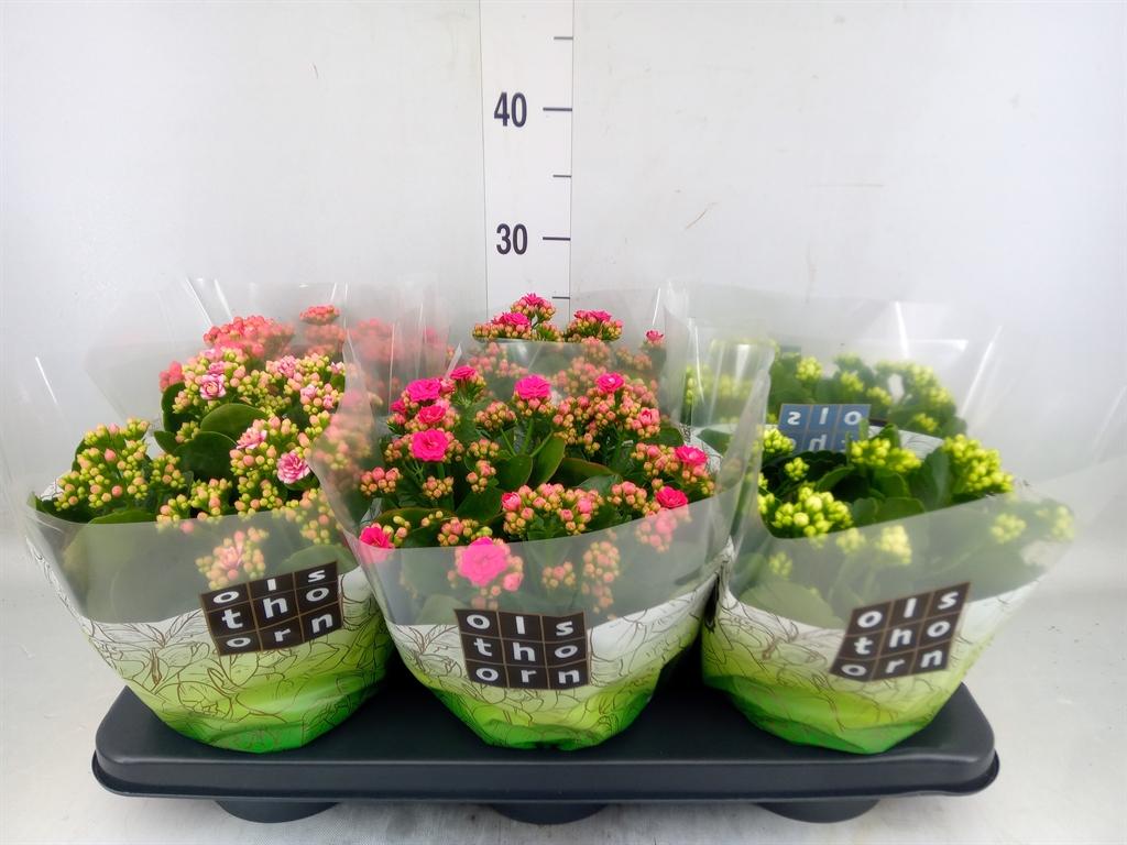 Горшечные цветы и растения оптом Kalanchoe Blos.   ..rosebud Mix  4 от 6шт из Голландии с доставкой по России