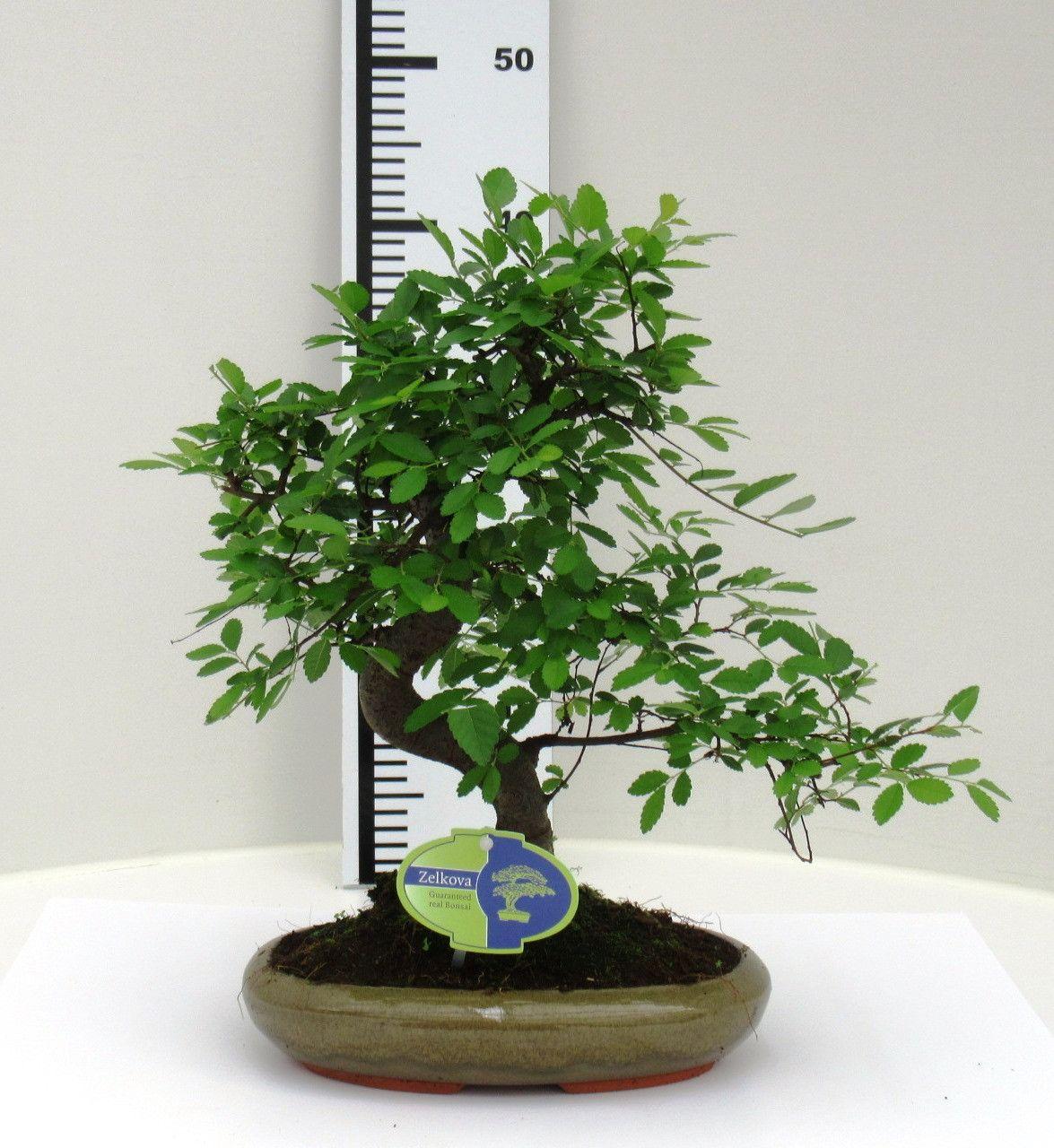 Горшечные цветы и растения оптом Bonsai Zelkova Parvifolia Without Drip Tray от 4шт из Голландии с доставкой по России
